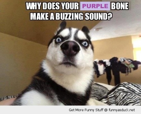 funny-shocked-dog-pink-bone-vibrate-pics
